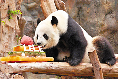 居港大熊貓“佳佳”33歲 相當于人類99歲成壽星