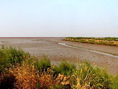 濕地：盤錦閃亮的新名片