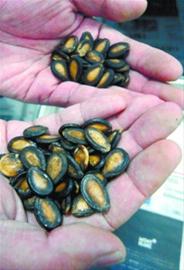 沈陽市場部分“綠茶”瓜子是色素泡出來的