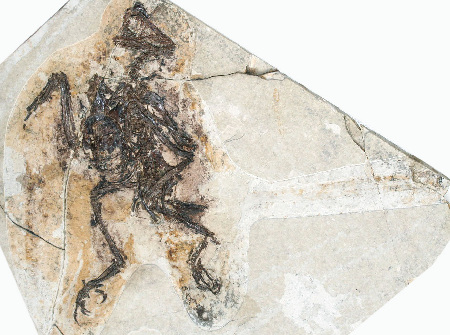 遼寧發現1.25億年前熱河生物群古鳥類新屬種