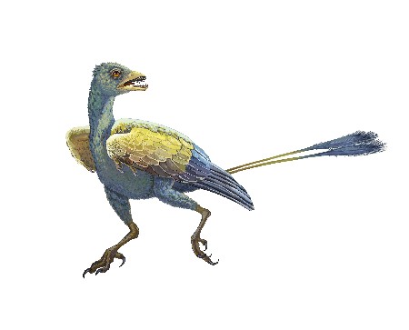 遼寧發現1.25億年前熱河生物群古鳥類新屬種