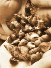 注意！織紋螺危險 慎食