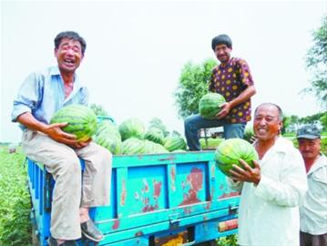 錦州:西瓜豐收 咱不愁賣