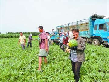 錦州:西瓜豐收 咱不愁賣