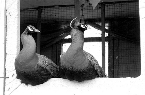 海城:“老兵藍孔雀”“飛”遍祖國大江南北