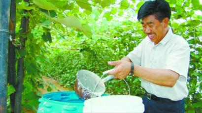 鞍山市千山區王學密家的葡萄四季都能采摘