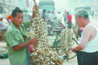 耿莊大蒜為啥這么搶手？