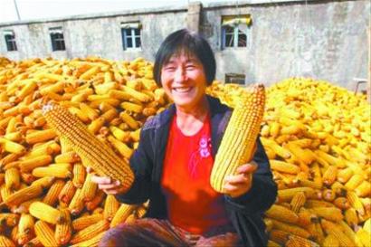 葫蘆島巧種糧食新品種戰天災奪高產