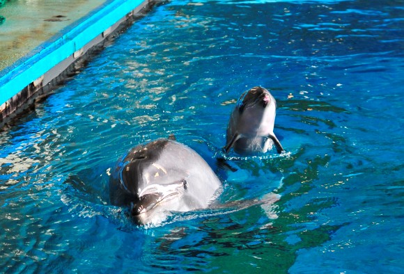 老虎灘極地館再添新成員