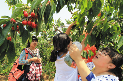 櫻桃價為啥不高反低? 倒春寒偏逢