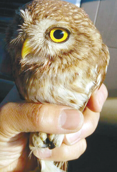 “搶救”袖珍貓頭鷹