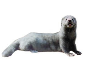 東北養貂第一村的回憶與見證