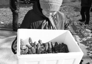 沈陽:3日內 73只麻雀樹上掉下死亡(圖)