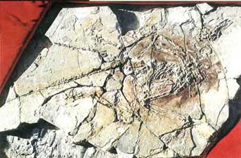 史上五個最著名科學騙局：遼寧古盜鳥上榜