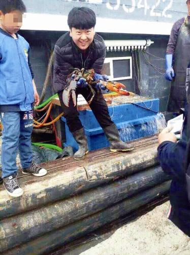 葫蘆島:漁民撈上特大龍蝦放生(圖)
