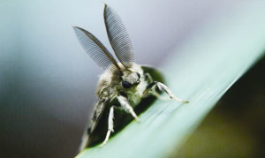 沈陽(yáng)：天暖害蟲(chóng)來(lái)襲 這5種最傷路邊樹(shù)（圖）