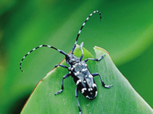 沈陽(yáng)：天暖害蟲(chóng)來(lái)襲 這5種最傷路邊樹(shù)（圖）