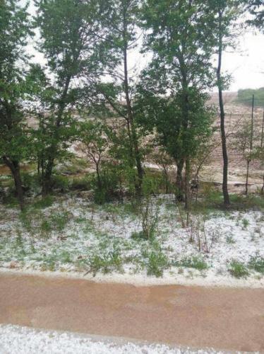 大連:冰雹來襲!個頭像玉米粒(圖)