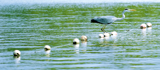 沈陽:鄉(xiāng)愁如故,幸福自來