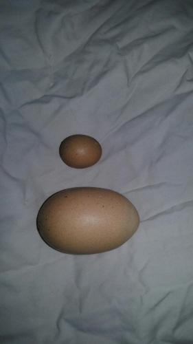 大連:比鵪鶉蛋還小這枚雞蛋挺“謙虛”(圖)