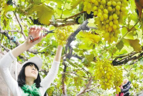 沈陽：地標葡萄直通超市（圖）