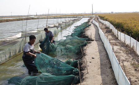 遼寧盤山打響“河蟹產業第一縣”品牌