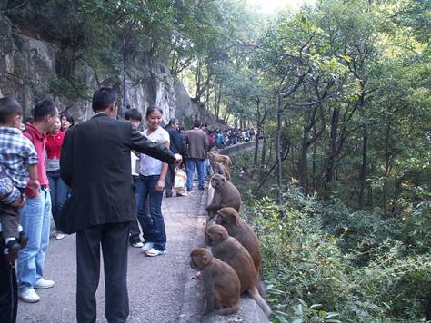 運動會期間的黔靈猴趣