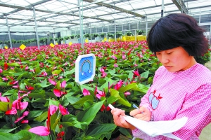 “盛世牡丹”國慶綻放天安門廣場