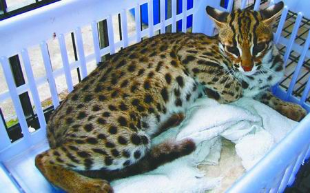 村民目擊 都江堰青城山腳出現野生花豹