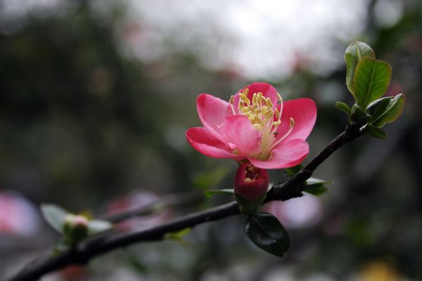 成都第八屆海棠花會掠影