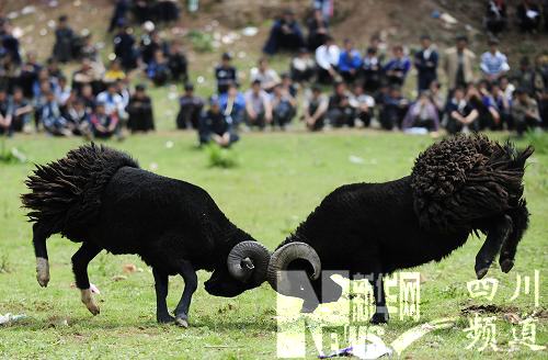 “火把之鄉”布拖歡慶彝族火把節
