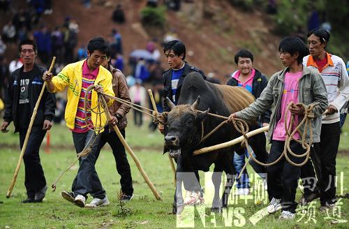 “火把節”上的中國式斗牛