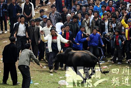 “火把節”上的中國式斗牛