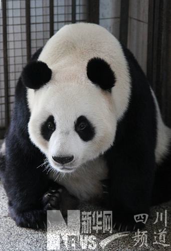 雅安碧峰峽基地兩只大熊貓即將“作客”蘇州