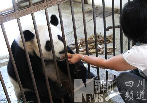 雅安碧峰峽基地兩只大熊貓即將“作客”蘇州