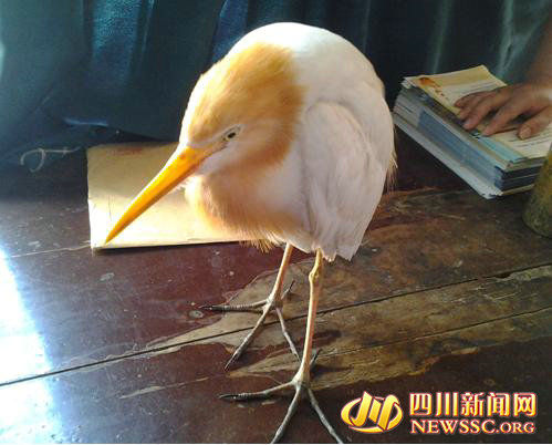 瀘州合江一少年偶拾奇鳥 老人們都不知道名(圖)