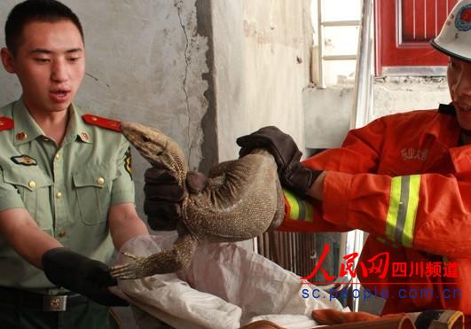 樂(lè)山居民樓驚現(xiàn)嗜血猛獸 生性好斗冷血力量大