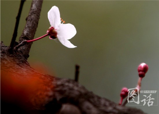 驚蟄飄小雨 成都錦江岸邊鳥語花香