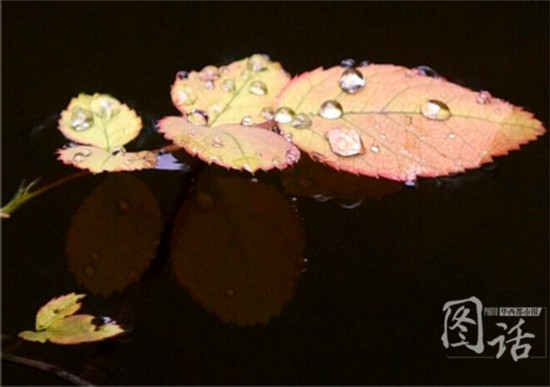 驚蟄飄小雨 成都錦江岸邊鳥語花香