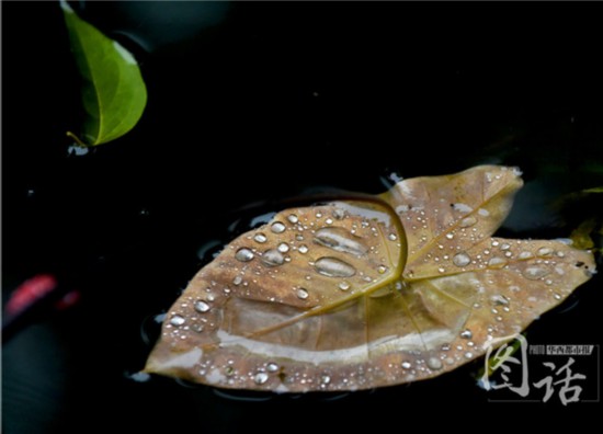 驚蟄飄小雨 成都錦江岸邊鳥語花香