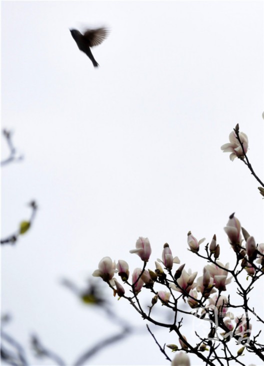 驚蟄飄小雨 成都錦江岸邊鳥語花香