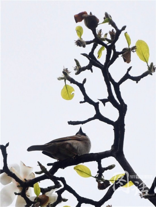 驚蟄飄小雨 成都錦江岸邊鳥語花香