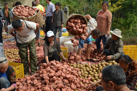 “長(zhǎng)壽果”送進(jìn)都江堰福利院 老人們吃獼猴桃過(guò)重陽(yáng)