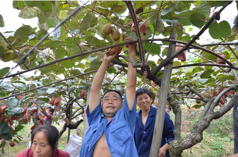 “長(zhǎng)壽果”送進(jìn)都江堰福利院 老人們吃獼猴桃過(guò)重陽(yáng)