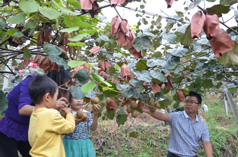 “長(zhǎng)壽果”送進(jìn)都江堰福利院 老人們吃獼猴桃過(guò)重陽(yáng)