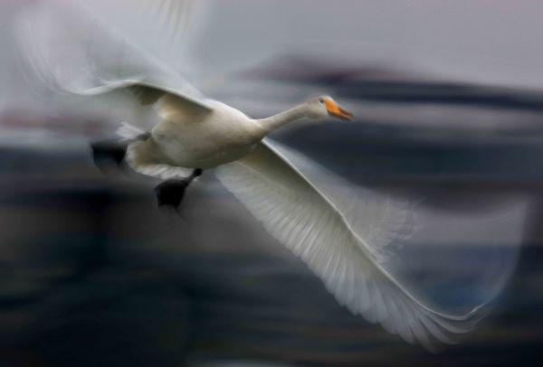 黃可華：藝術(shù)家的靈魂 詩(shī)一般的創(chuàng)意