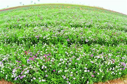 膠州打造350畝幸福花海 彩虹花田美如仙境