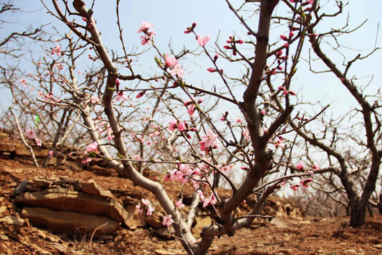 山東沂水鄉(xiāng)村旅游活動(dòng)啟動(dòng) 賞萬(wàn)畝桃花訪千古紀(jì)王城