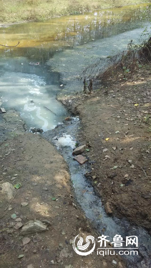 網友爆料平邑一罐頭廠非法排污致百余棵楊樹枯死