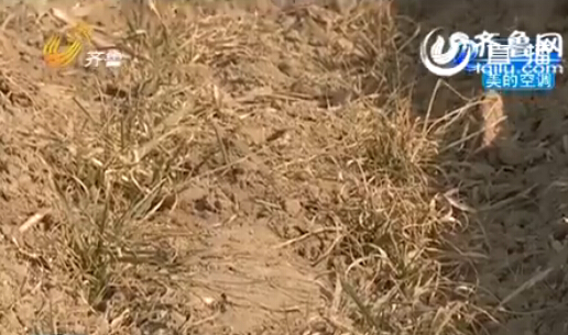 聊城：農戶家15畝麥苗全部死亡 原因仍在調查當中